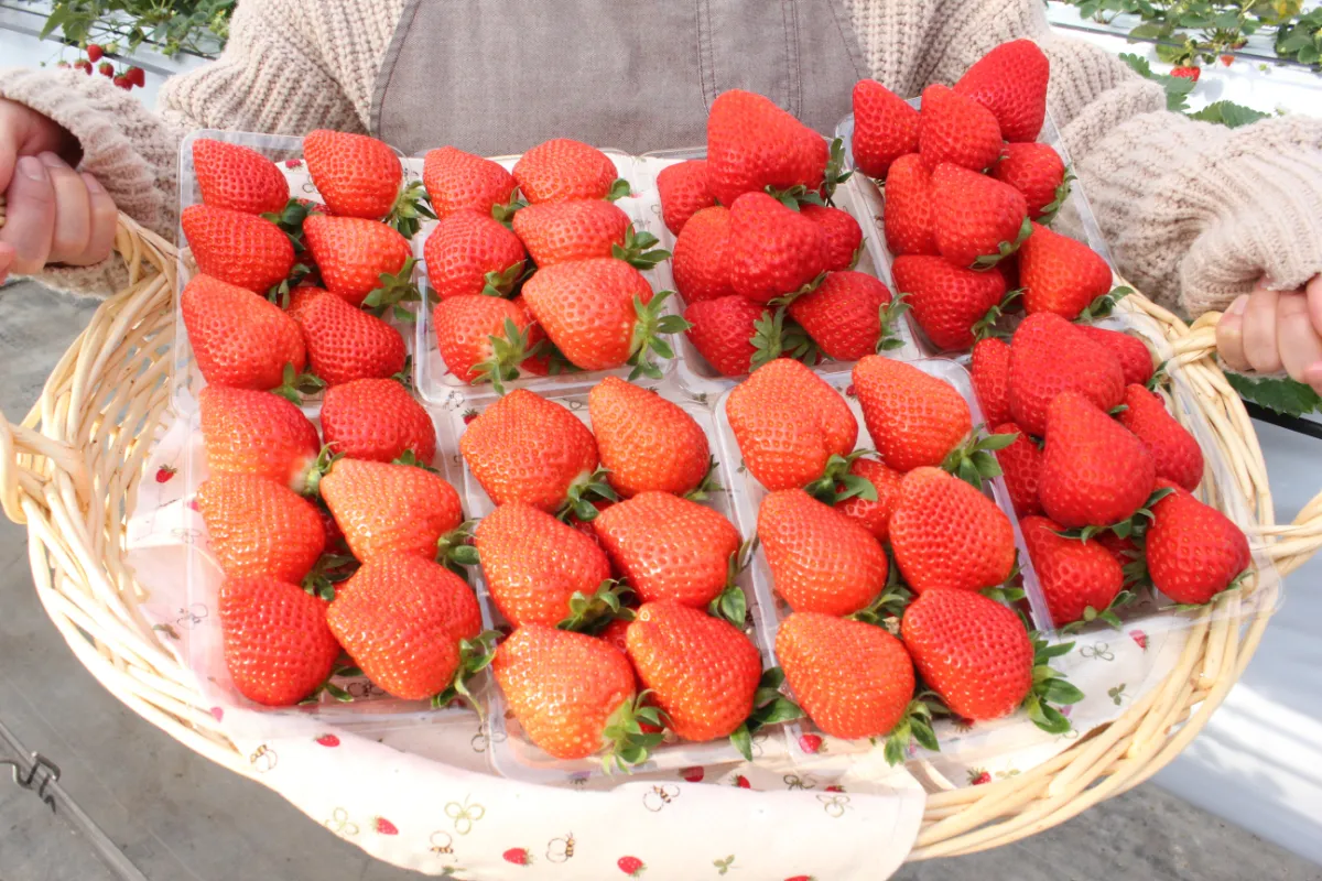 みつばちいちごハウス - 山田みつばち農園